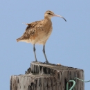 A melon sized brown bird stands on a stump. It has a beak that is 3 to 4 inches long and curves down in the last inch. Its feathers ruffle in the wind.