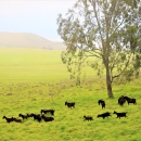 Herd of feral goats on Hawiian Island. 