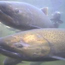 a underwater view of 2 adult chinook salmon