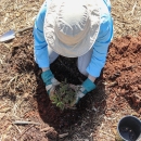 Person kneeling down putting a plant in the hole in the ground