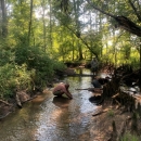 Freshwater mussel survey in southeast Georgia