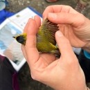 hands holding a small yellow bird with its wing out