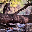 An owl on a tree limb looks at trash-filled waterway below