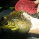 A large light green and brown frog