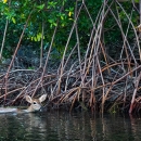 key deer doe swimming by red mangroves