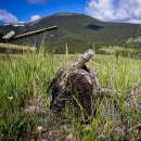 old sawed log surrounded by grass on a sunny day