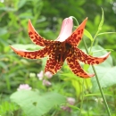 Orange lily flower with dark orange spots with green vegetation behind