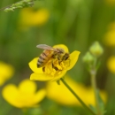 Honey bee on flower