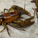 Spring River Crayfish