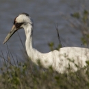 Whooping crane pauses in the vegetation at the Aransas National Wildlife Refuge