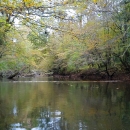 still water in a shallow stream with logs and vegetation over the stream