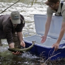 two men releasing a bull trout from a blue cooler into a stream