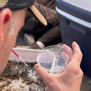 A biologists uses a fine paintbrush to sort through sand and holds a petri dish with tiny snails.