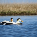 Male common eiders in the water at Yukon Delta National Wildlife Refuge in Alaska