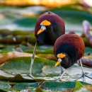 Northern jacana