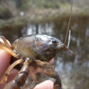 Panama City crayfish