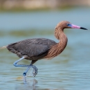 Reddish egret walking in water