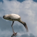 Wood stork perched on a branch with a sky background