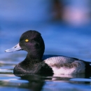 Lesser scaup swimming