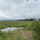 Tall green salt marsh grasses cover a level area, with a narrow channel filled with water in the foreground and a gray, cloudy sky above