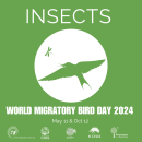 banner with a bird and an insect flying in the air. World Migratory Bird day 2024, May 11 and October 12