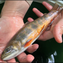 Image of brook trout being held in pair of hands.
