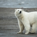 A polar bear in Alaska | FWS.gov