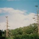 Two condors perch on seperate pine tree snags with a pine covered ridge in the background beneath a cloudy blue sky.