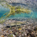 Adult Chinook Salmon swimming in McAllister Springs in WA State