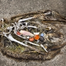 A Laysan albatross lies dead on the sand, its stomach filled with plastic debris that it swallowed.
