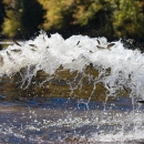 Stocking Atlantic salmon smolts