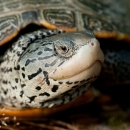 Close up view of the face of a diamondback terrapin
