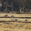 Ducks flying out of moist soil unit