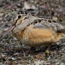 An American woodcock, stares straight into the camera lens. The bird blends into the background of brown and green. It has a small black eyes and long beak.