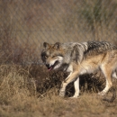 Mexican wolf