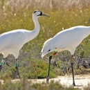 two large white wading birds with red heads walk in a wetland
