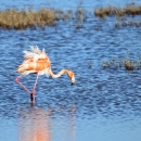 Greater flamingo foraging in the water
