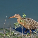 A brown bird standing on the edge of the water