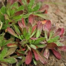 A plant with green and red flowers