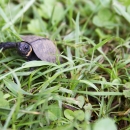 A small turtle walks through the grass