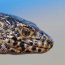 Closeup of lizard's face side profile. Lizard is brown with black spots.