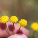 closeup of hand holding yellow flowers between fingers