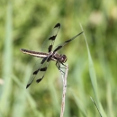 A dragonfly with a long body and four black-spotted wings rests on the end of a reed or blade of grass.
