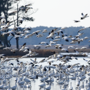 A huge flock of snow geese take off from a shallow pool