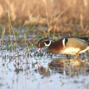 Male wood duck feeding in shallow puddle surrounded by vegetation.