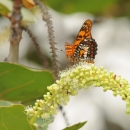 A Puerto Rican harlequin butterfly rests on a flower of sea grapes.