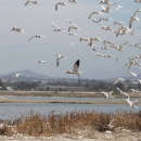 Flying avocet surrounded by terns