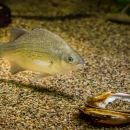 A small white bass swims along the bottom of a rocky aquarium. The fish has a white belly and patchy horizontal dark stripes along its body.