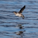 marbled murrelet in flight
