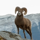 Argali Sheep